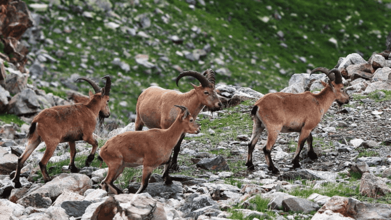 Goats: Pioneers Of Domestication