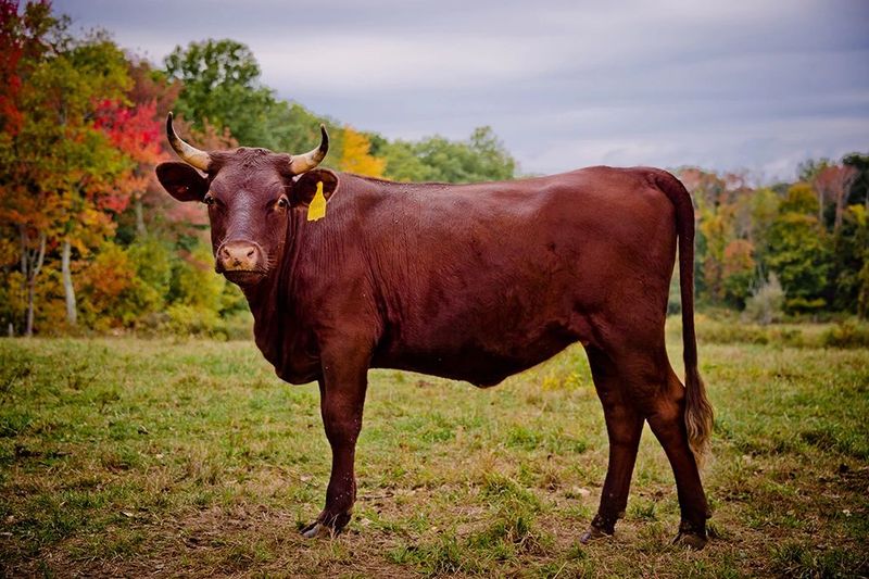 The Evolution Of Cattle In Europe And Their Global Spread