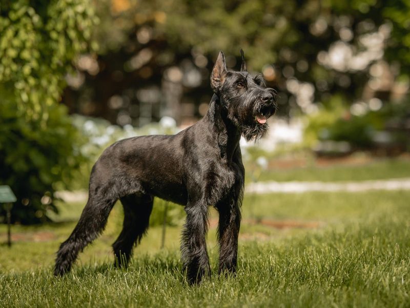 Giant Schnauzer