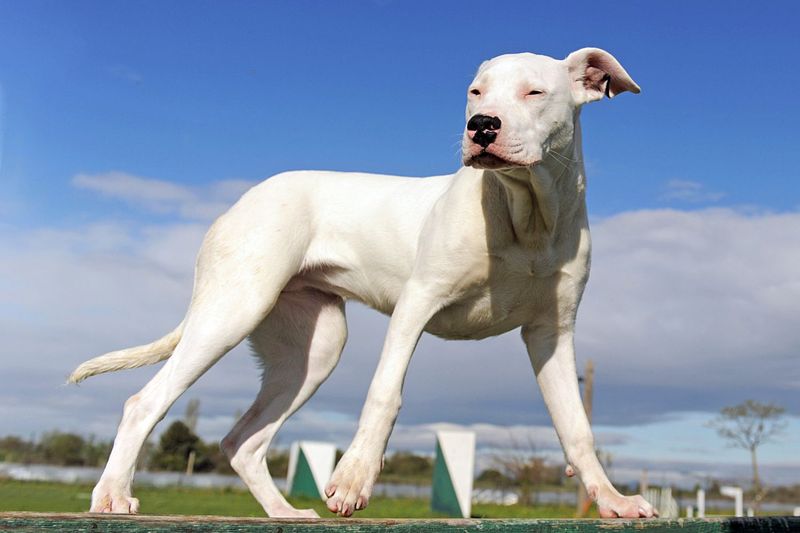 Dogo Argentino