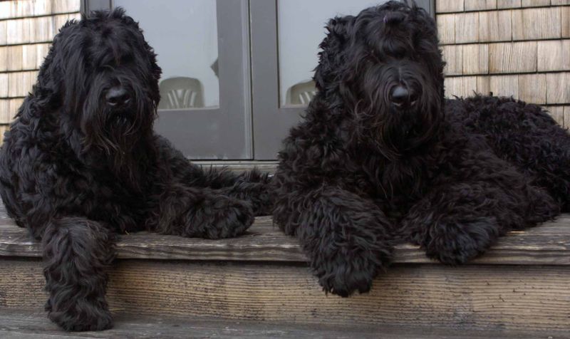 Black Russian Terrier: Soviet-Created Giants