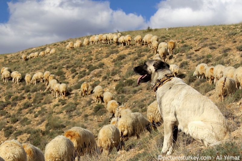 Kangal