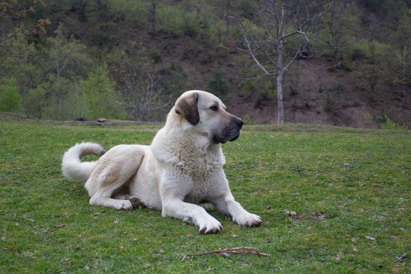 Kangal