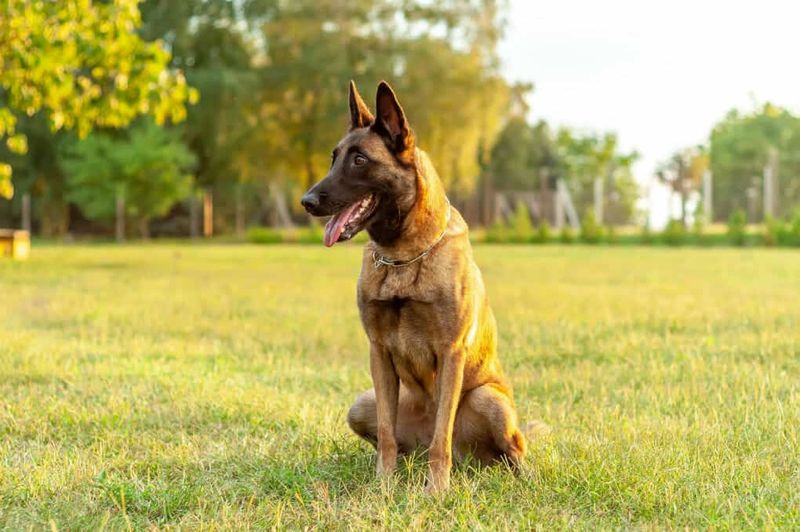 Belgian Malinois: The Working Powerhouse