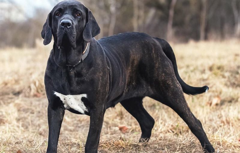 Fila Brasileiro: The Suspicious Sentinel