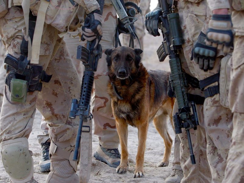 Belgian Malinois: The Fearless Soldier