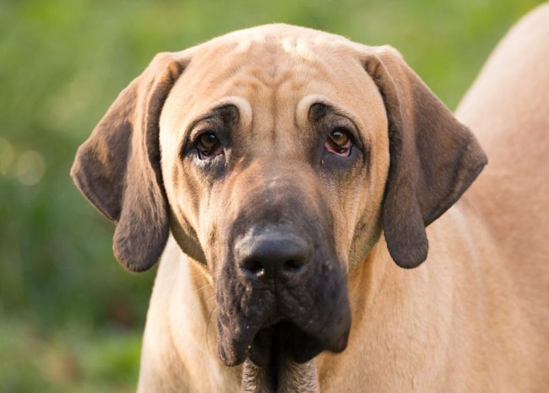 Fila Brasileiro: The Brazilian Mastiff