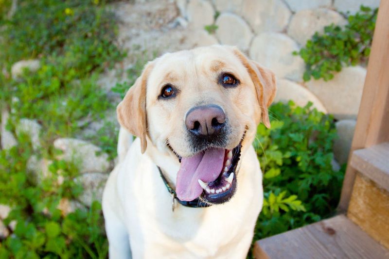 Labrador Love Machines