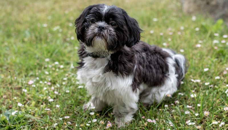 Shih Tzu Sweethearts
