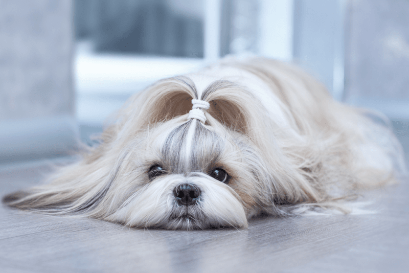 Shih Tzu: Imperial Ease