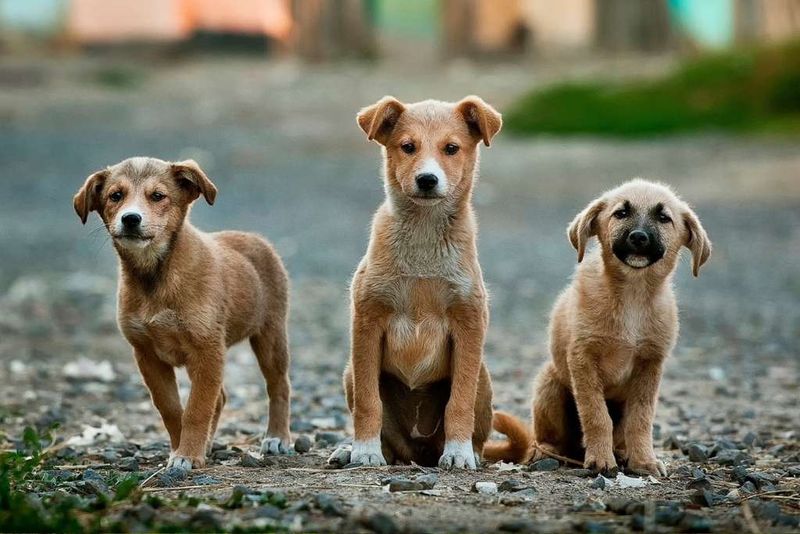 Mixed-Breed Mutts – The Adaptable Originals