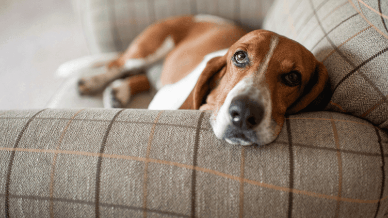 Basset Hound
