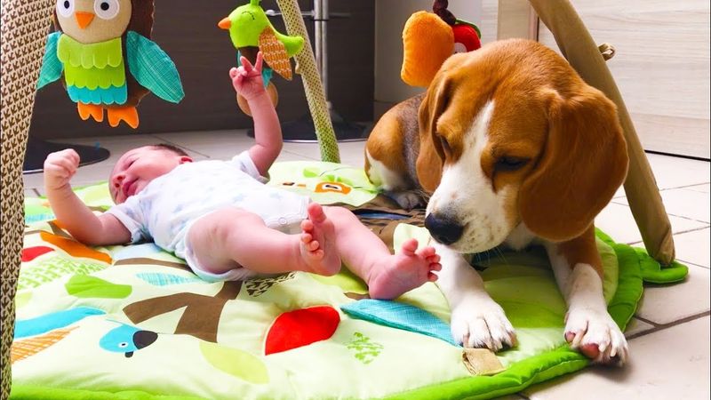 Beagle