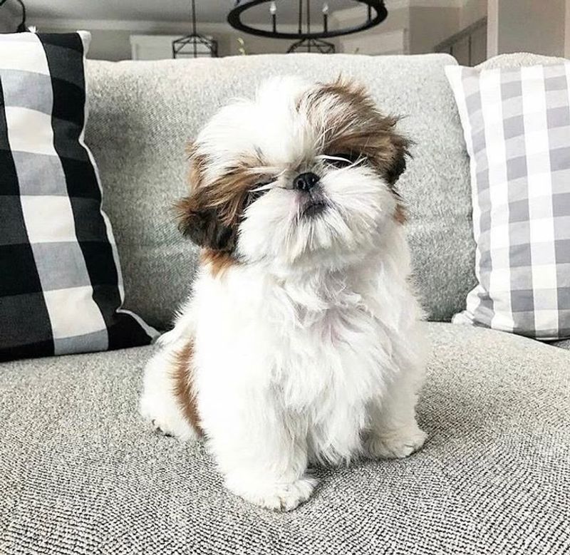 Shih Tzu