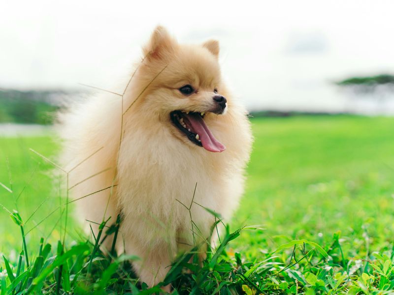 Pomeranian