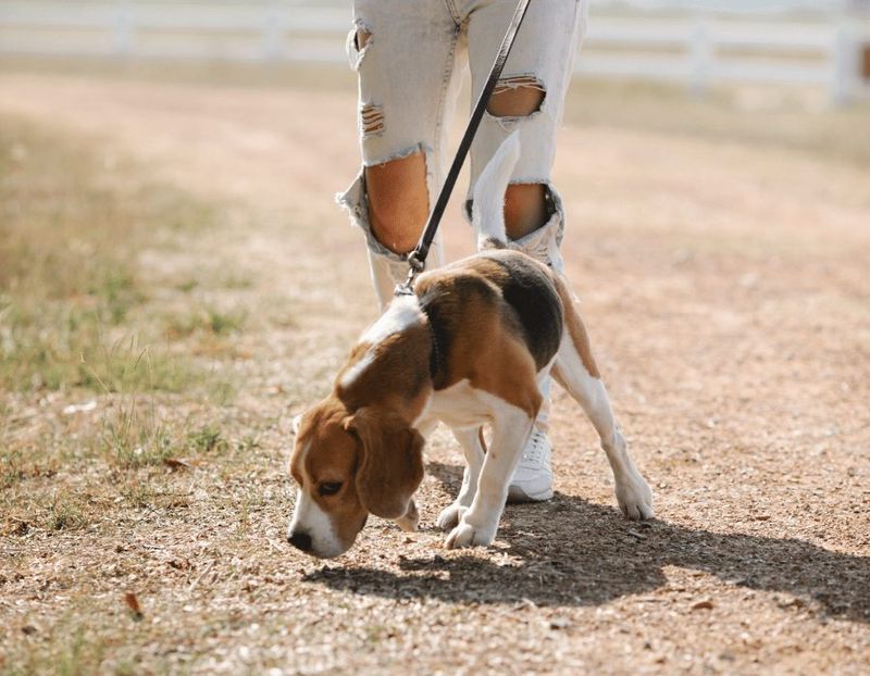 Beagle
