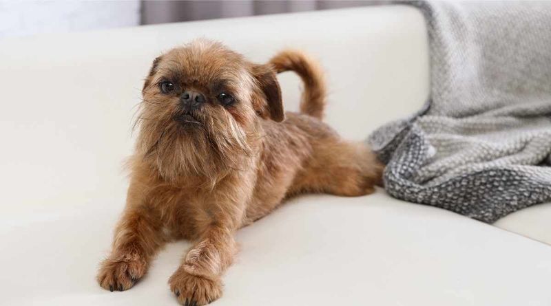 Brussels Griffon
