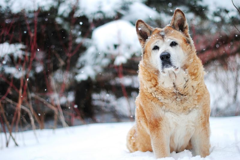 Akita