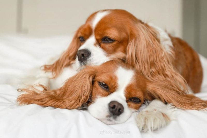 Cavalier King Charles Spaniel
