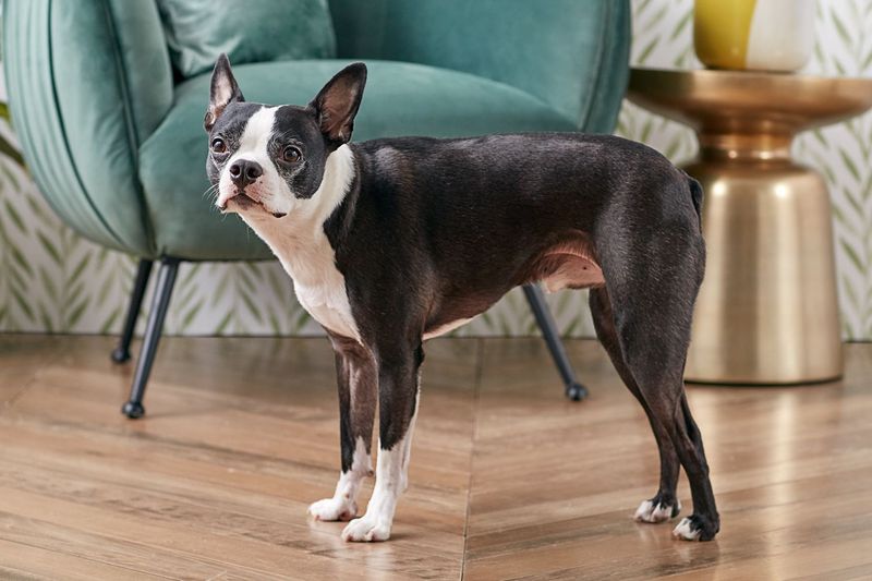 Boston Terrier