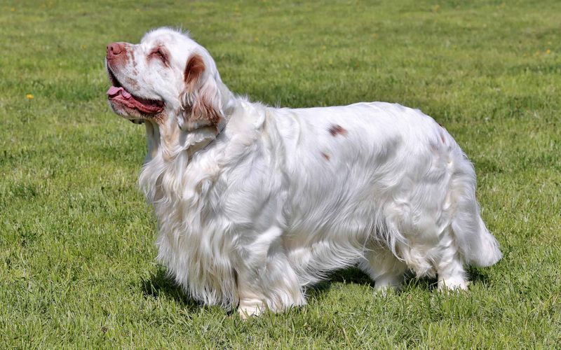 Clumber Spaniel