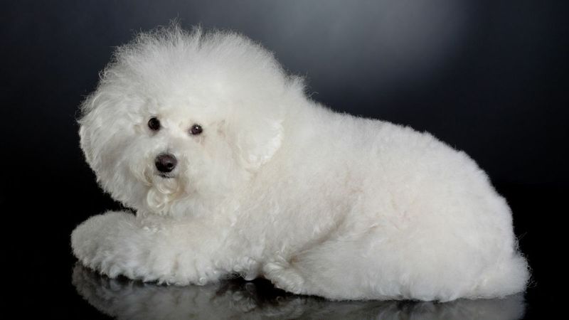 Bichon Frise