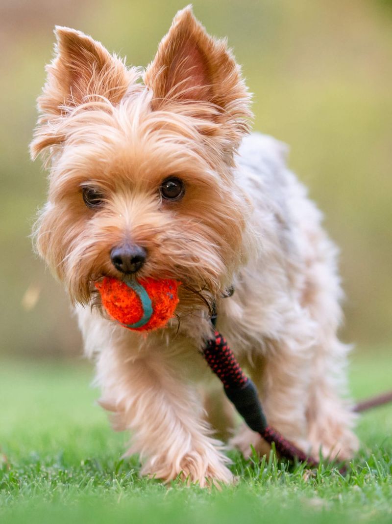 Yorkshire Terrier