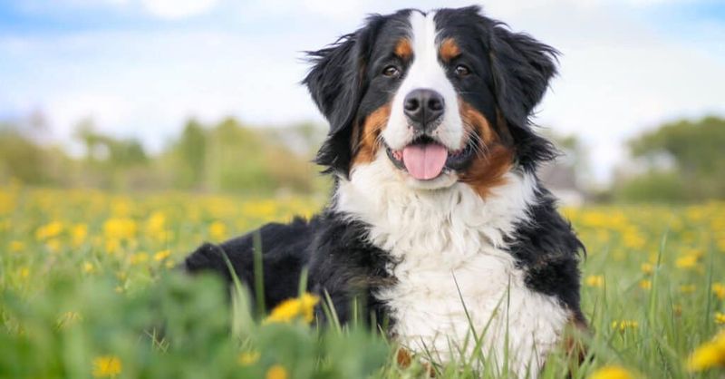 Bernese Mountain Dog