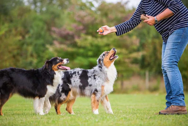 Australian Shepherd