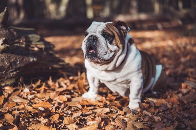 Bulldog: The Chilled-Out Charmer