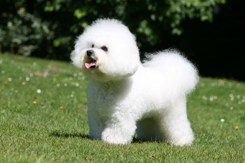 Bichon Frise: Cloud-Like Cuddle Companions