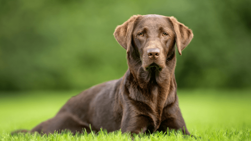 Labrador Retriever: The Heartfelt Helpers