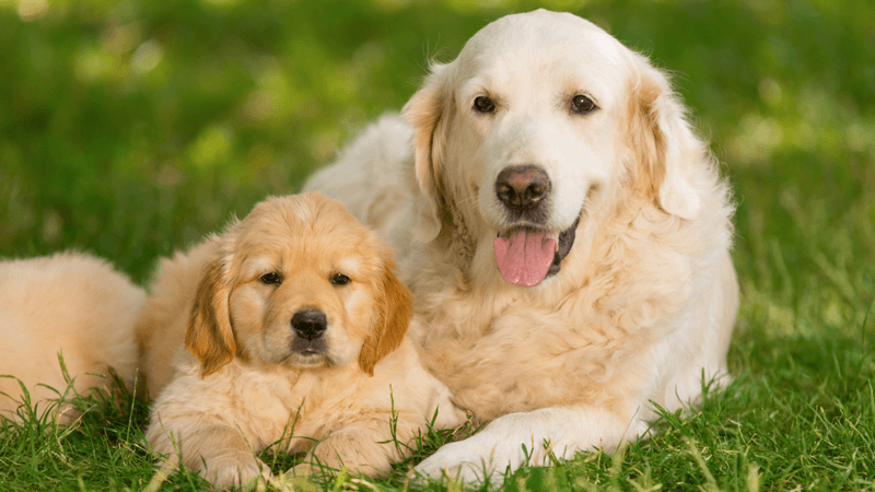 Golden Retriever: Cuddle Champions