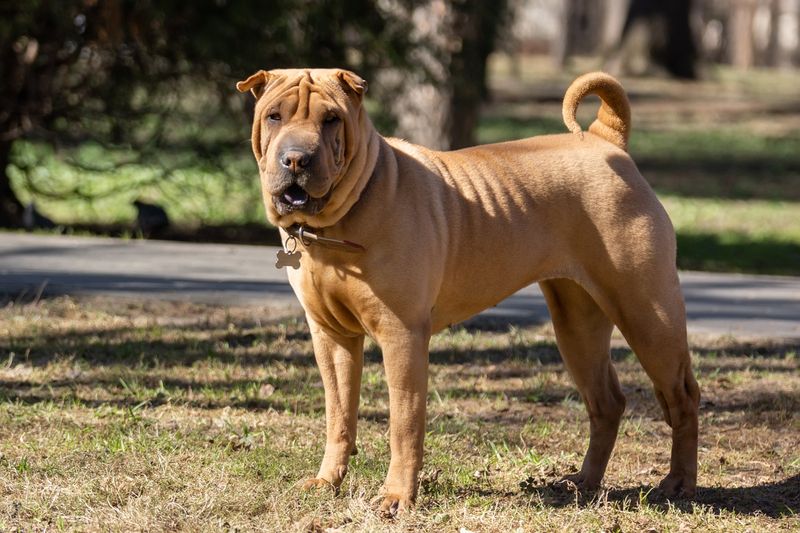 Chinese Shar-Pei: Wrinkled And Reticent