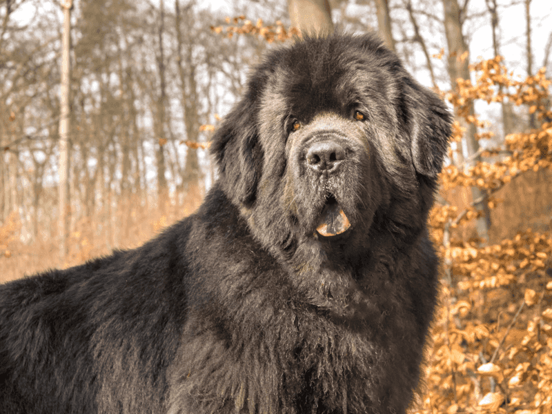 Newfoundland: The Gentle Giant