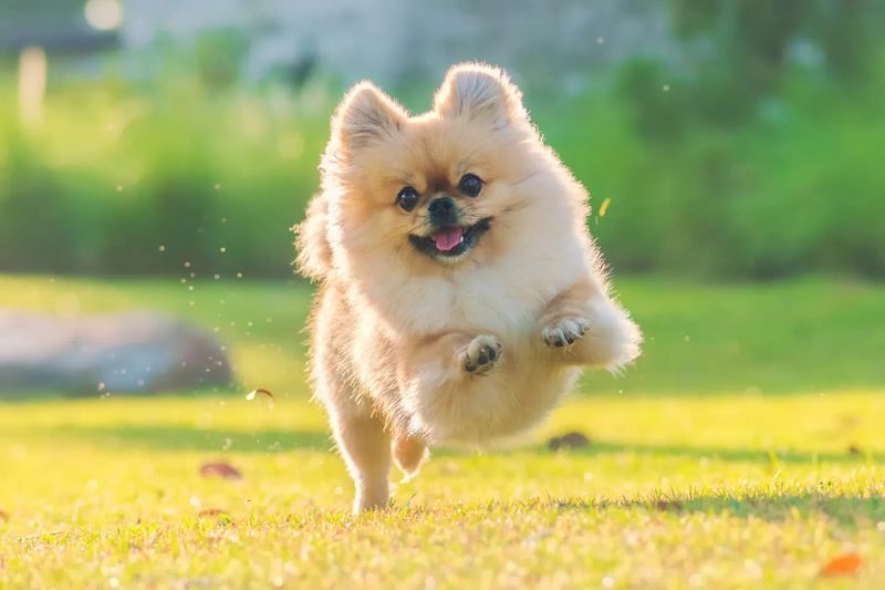 Pomeranian: Puffball Perfection