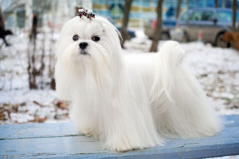 Maltese Cloud Pups