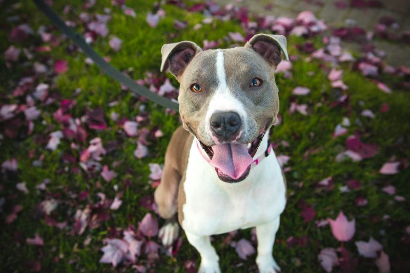 Pit Bull: The Smile Detector