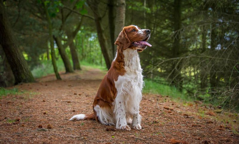 Welsh Springer Spaniel: The Russet Forest Explorer