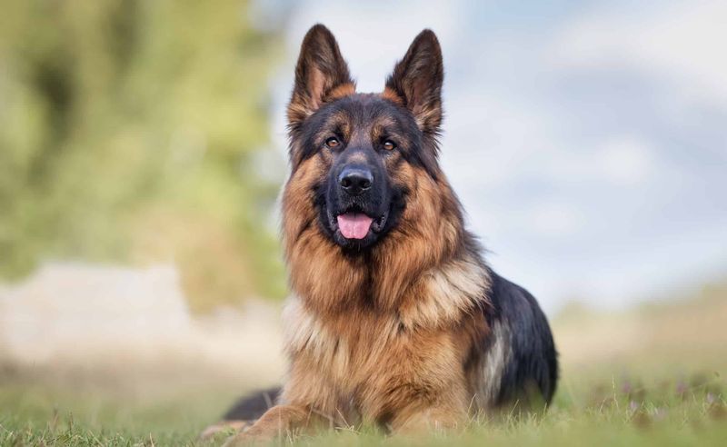 German Shepherd: The Protective Partner
