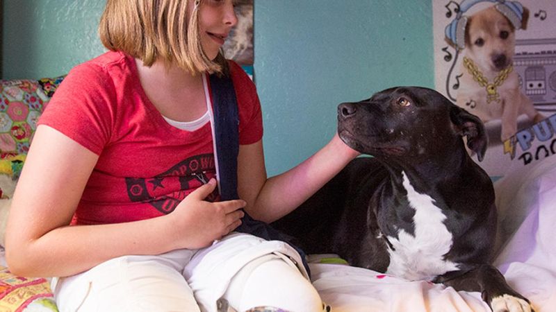 Pit Bulls