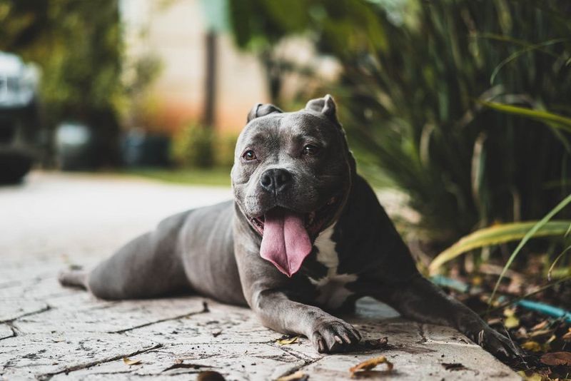 Pit Bulls