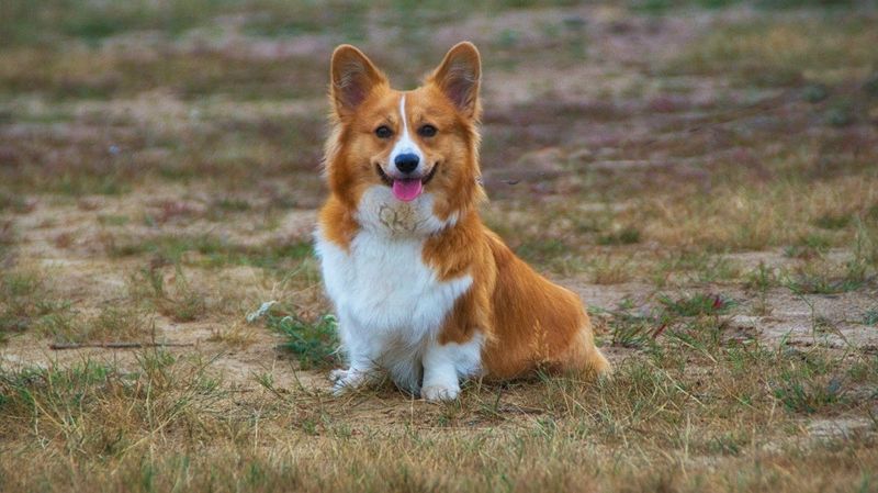 Corgis: Mighty Emotional Anchors