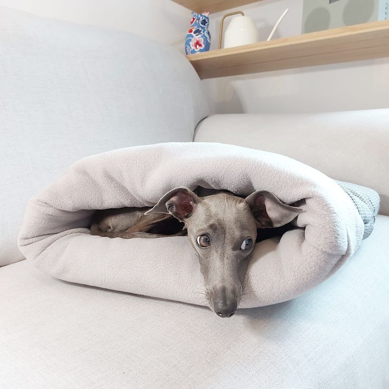 Italian Greyhounds: The Shivering Snuggle Seekers