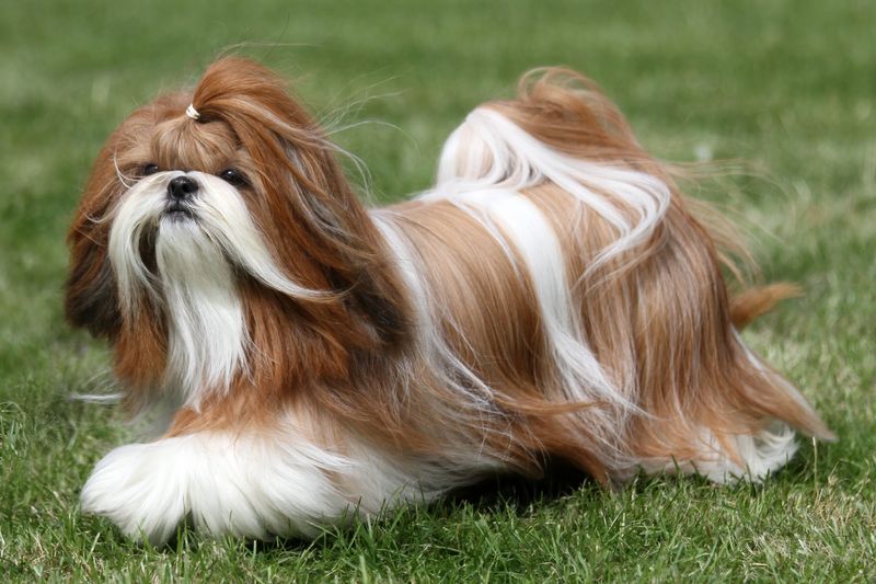 Shih Tzus: The Little Lion Dogs