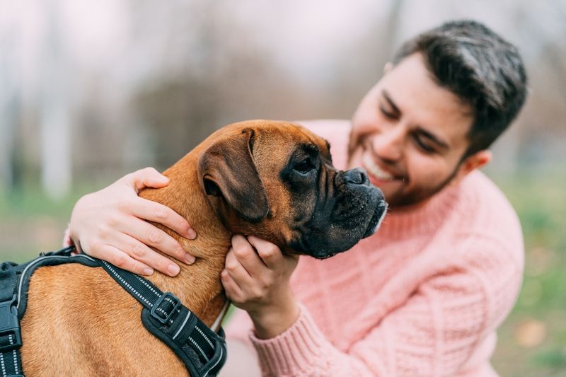 Boxers: Clownish Extroverts With Big Hearts