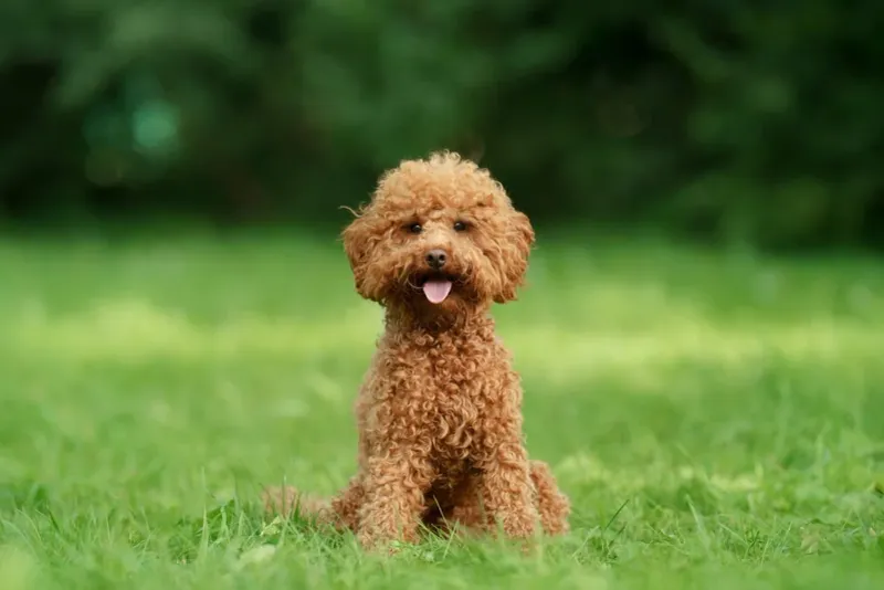 Poodles: The Versatile Intellects