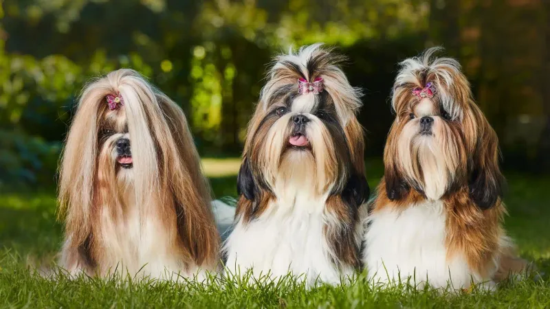 Shih Tzus: Imperial Palace Playmates