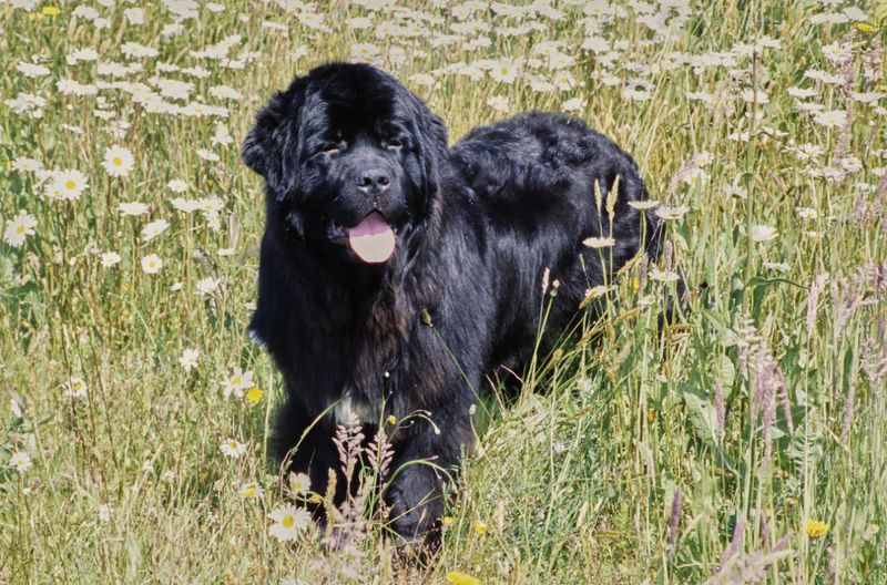 Newfoundlands: Gentle Giants Of The Dog World
