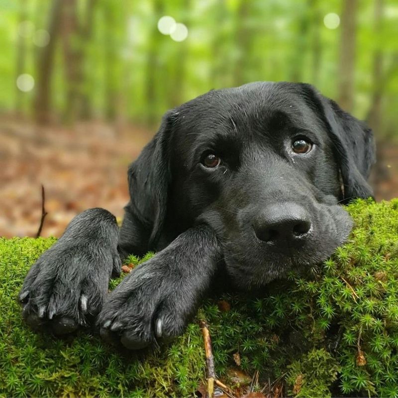 Labrador Retrievers: Devoted Heart Stealers